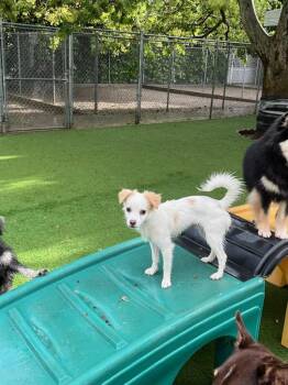 Chico -  Terrier and Papillon Dog for Adoption in Elk Grove, California - Chico | PetCurious