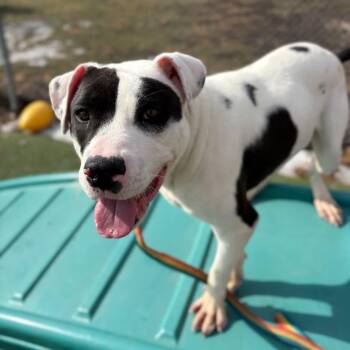 Terrier and Pit Bull Terrier Dogs Available for Adoption - Balto | PetCurious