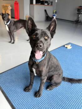 Carbon Knight the Cuddle King -  Husky and Pit Bull Terrier Dog for Adoption in Friendswood, Texas - Carbon Knight The Cuddle King | PetCurious