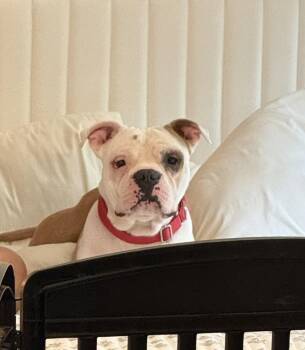 Kermit -  American Bulldog Dog for Adoption in Washington, District Of Columbia - Kermit | PetCurious