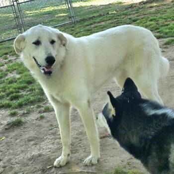 Yellow Labrador Retriever and Great Pyrenees Dogs Available for Adoption in Athens, Alabama - Mabel | PetCurious