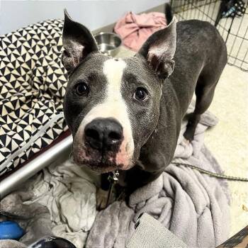 Barley -  Mixed Breed Dog for Adoption in Austin, Texas - Barley | PetCurious