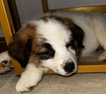 AURORA -  Australian Shepherd and Labrador Retriever Dog Available for Adoption in Edgecliff Village, Texas - AURORA | PetCurious