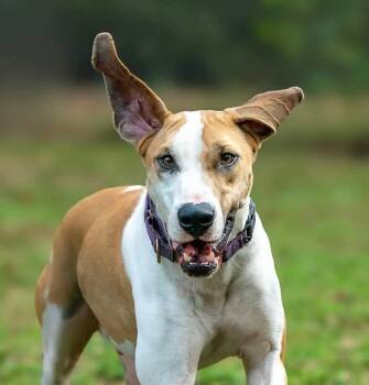 Rescue Hound Dogs for Adoption in Spring, Texas - Tucker | PetCurious