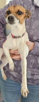 Rat Terrier and Chihuahua Dogs Available for Adoption - Bunny | PetCurious