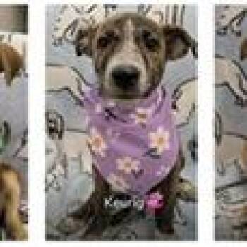 Nestle -  Shepherd and Mountain Cur Dog for Adoption in Clearwater, Florida - Nestle | PetCurious