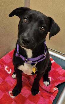Shimmer -  Mixed Breed Dog for Adoption in Hamilton, Ohio - Shimmer | PetCurious