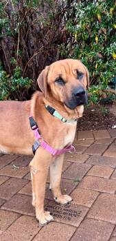 Rescue Mixed Breed Dogs for Adoption in Cottonwood, Arizona - Muddy | PetCurious