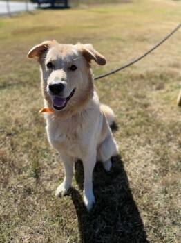 Mavis -  Great Pyrenees Dog for Adoption in Maryville, Tennessee - Mavis | PetCurious