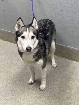 Husky Dogs Available for Adoption in Las Vegas, Nevada - ALEXIS | PetCurious