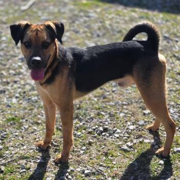 Mixed Breed Dogs Available for Adoption - Tuck | PetCurious