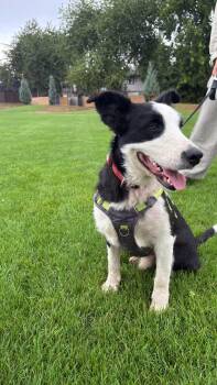 Jasper -  Border Collie Dog for Adoption in Richmond, British Columbia - Jasper | PetCurious