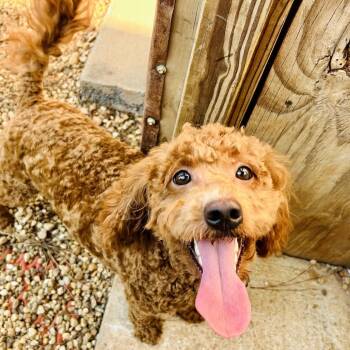 Phoebe -  Golden Retriever and Poodle Dog for Adoption in Opelika, Alabama - Phoebe | PetCurious