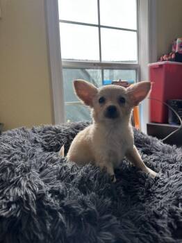 Chis Cake -  Chihuahua Dog for Adoption in Lakeland, Florida - Chis Cake | PetCurious
