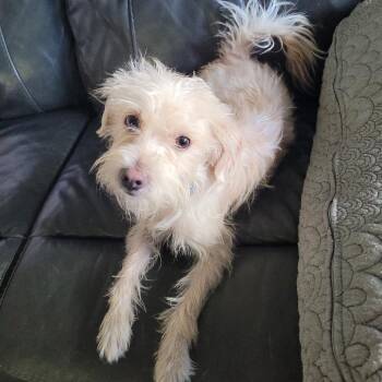 Kory Leroy -  Chihuahua and Poodle Dog for Adoption in San Diego, California - Kory Leroy | PetCurious