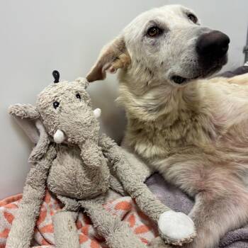 Pearl -  German Shepherd Dog and Mixed Breed Dog for Adoption in Austin, Texas - Pearl | PetCurious