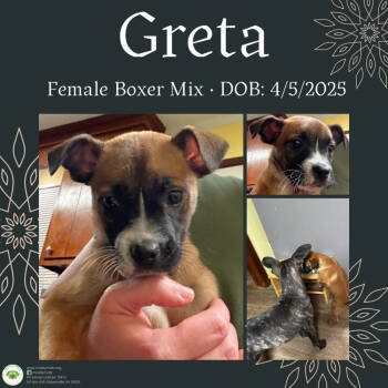 Rescue Boxer Dogs for Adoption in Pottstown, Pennsylvania - Greta | PetCurious
