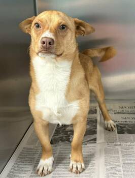 Terrier Dogs Available for Adoption in Newport, Tennessee - Phil D | PetCurious