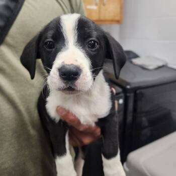 Cadet -  Mixed Breed Dog for Adoption in Evensville, Tennessee - Cadet | PetCurious