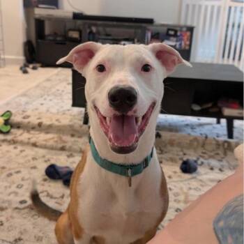 Archie -  Pit Bull Terrier and Shepherd Dog for Adoption in San Diego, California - Archie | PetCurious