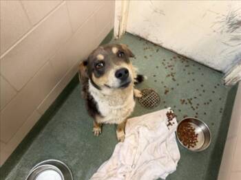 TOVI -  Mixed Breed Dog for Adoption in Santa Fe, New Mexico - TOVI | PetCurious