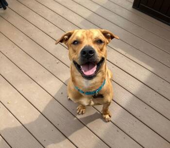 Rescue Yellow Labrador Retriever and Mixed Breed Dogs for Adoption in Carolina, Carolina - Mateo The Smiley Guy | PetCurious