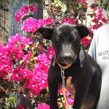 Rescue Labrador Retriever and American Staffordshire Terrier Dogs for Adoption in Gilbert, Arizona - Riddle | PetCurious