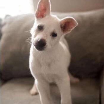 Mamacita -  Shepherd and Mixed Breed Dog for Adoption in Nampa, Idaho - Mamacita | PetCurious
