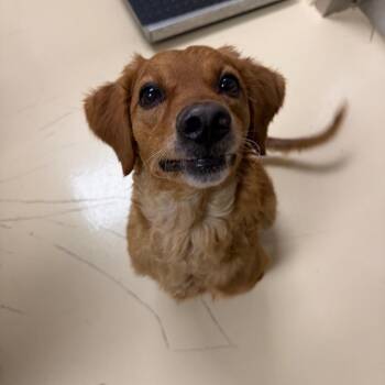 Peanut -  Mixed Breed Dog for Adoption in Winston-salem, North Carolina - Peanut | PetCurious