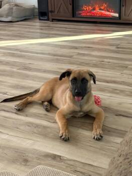 Pickles -  Belgian Shepherd Malinois and German Shepherd Dog Dog for Adoption in Claremont, California - Pickles | PetCurious