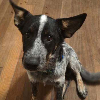 Achilis -  Australian Cattle Dog Blue Heeler and Mixed Breed Dog for Adoption in Phoenix, Arizona - Achilis | PetCurious