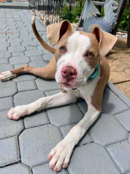 PINTO -  Pit Bull Terrier Dog for Adoption in Vandergrift, Pennsylvania - PINTO | PetCurious