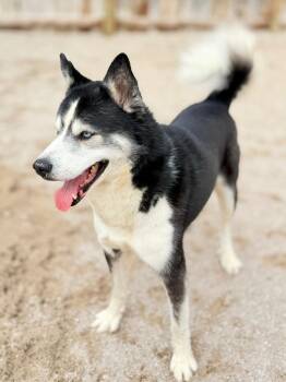 Husky Dogs Available for Adoption in Muskegon, Michigan - Eddie | PetCurious