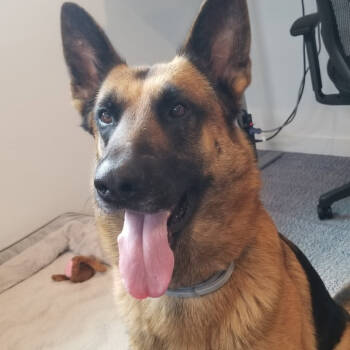 Rescue Mixed Breed Dogs for Adoption in Houston, Texas - Fred | PetCurious