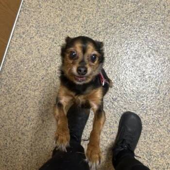 Chihuahua and Mixed Breed Dogs Available for Adoption in Merriam, Kansas - Mia | PetCurious
