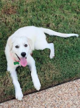 Mila -  Labrador Retriever and Great Pyrenees Dog for Adoption in Coppell, Texas - Mila | PetCurious