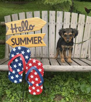 Mayapple -  Australian Cattle Dog Blue Heeler and German Shepherd Dog Dog for Adoption in Garden City, Michigan - Mayapple | PetCurious