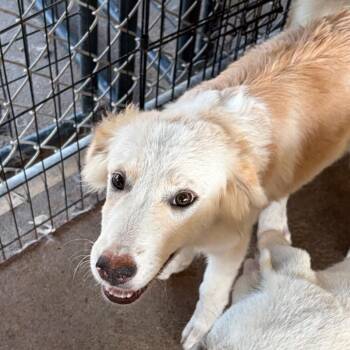 Lady -  Great Pyrenees Dog for Adoption in Lake Jackson, Texas - Lady | PetCurious