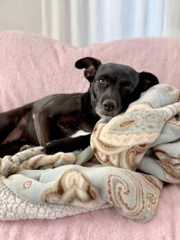 Labrador Retriever and Australian Cattle Dog Blue Heeler Dogs Available for Adoption in Littleton, Colorado - Aspen | PetCurious