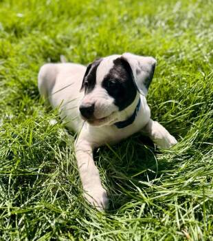 Ottis -  Labrador Retriever Dog for Adoption in Parker, Colorado - Ottis | PetCurious