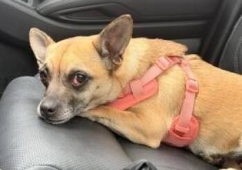 Zara -  Chihuahua Dog for Adoption in Hopkinton, Massachusetts - Zara | PetCurious