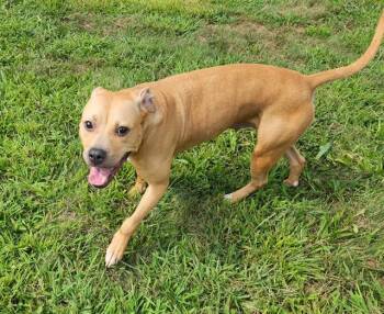 FANCY -  Pit Bull Terrier Dog for Adoption in Springfield, Massachusetts - FANCY | PetCurious