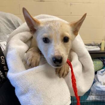 Ryder -  Basenji Dog for Adoption in Brentwood, Tennessee - Ryder | PetCurious