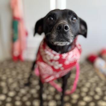 Chihuahua and Terrier Dogs Available for Adoption in Los Angeles, California - Jolene | PetCurious