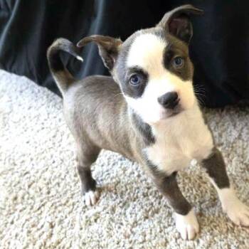 Starry -  Pit Bull Terrier and Husky Dog for Adoption in Las Vegas, Nevada - Starry | PetCurious