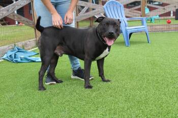 Rescue Pit Bull Terrier Dogs for Adoption in Chestertown, Maryland - Banjo | PetCurious