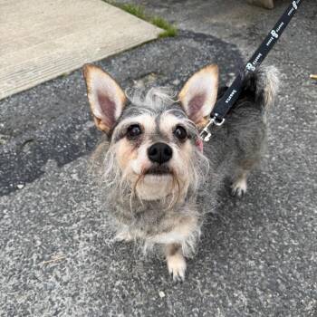 Sparkler -  Wirehaired Dachshund and Terrier Dog for Adoption in New York, New York - Sparkler | PetCurious