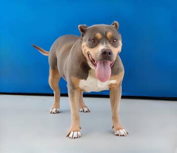 AMELIA -  Pit Bull Terrier and Rottweiler Dog for Adoption in Pasadena, California - AMELIA | PetCurious