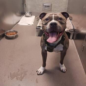 Pit Bull Terrier Dogs Available for Adoption - Bop It | PetCurious