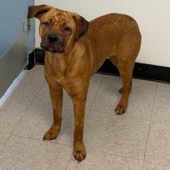 Athena 26-09-108 -  Mastiff and Mixed Breed Dog for Adoption in Bastrop, Texas - Athena 26-09-108 | PetCurious